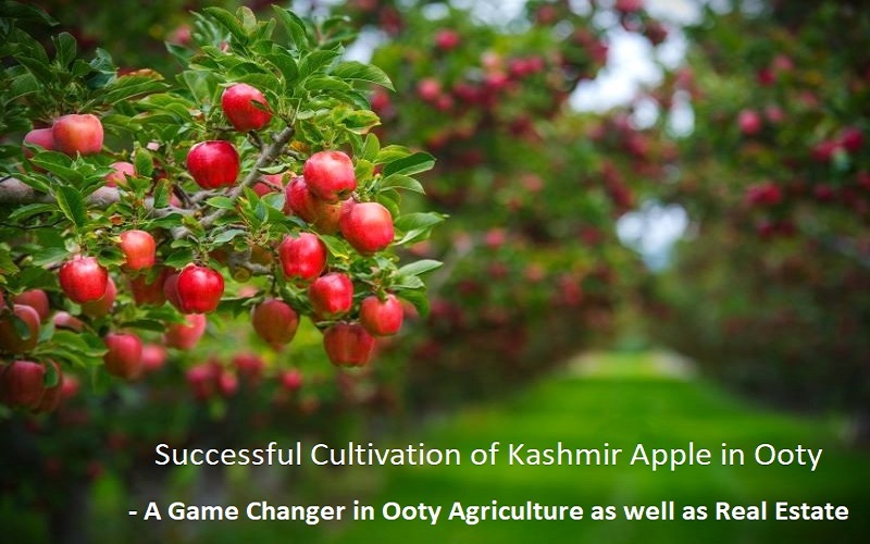 Successful Cultivation of Kashmir Apple in Ooty