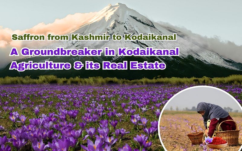 Saffron from Kashmir to Kodaikanal - A Groundbreaker in Kodaikanal Agriculture & its Real Estate