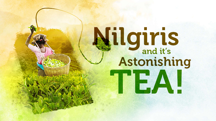 $600 per kilogram for tea?! – Nilgiris and it’s astonishing TEA!