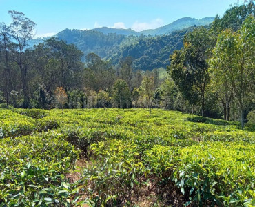 2.5 acres tea estate for sale in coonoor