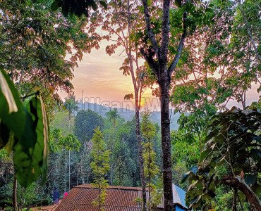 20 cents residential plot for sale  in thavinjal wayanad