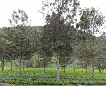3 acres agriculture land for sale  in milidhane kotagiri