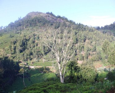 34 cents residential plot for sale  in kercombai kotagiri