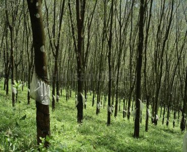 5 acres rubber estate for sale in erumely mukkada