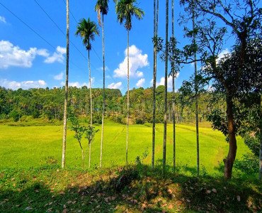 80 cents residential plot for sale  in panamaram wayanad