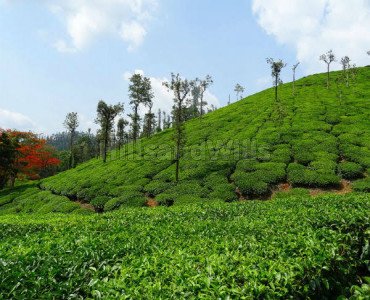 2500 sq.ft. residential plot for sale  in kommakadu yercaud