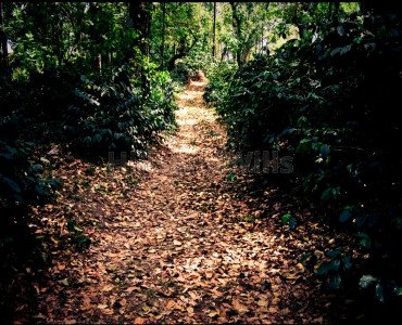 50 cents agriculture land for sale  in kadagadal coorg