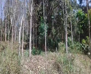 1.38 acres Agriculture Land For Sale in Veliyambam Wayanad