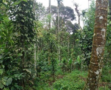 2.86 acres agriculture land for sale  in mundiyeruma idukki