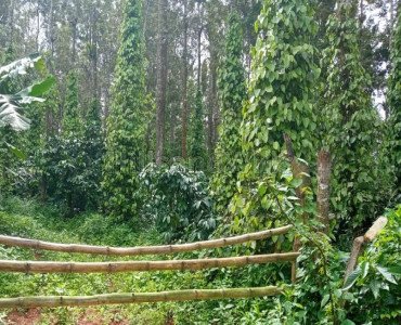 10.5 acres agriculture land for sale  in napoklu coorg
