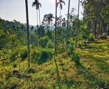 110.5 cents residential plot for sale in bathery wayanad