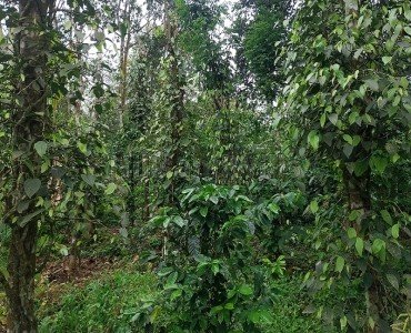 1 acres  cardamom & pepper land for sale  in mundiyeruma idukki
