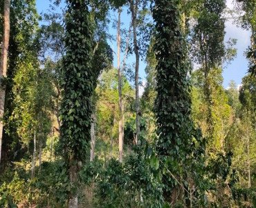 2.5 acres agriculture land for sale  in pachalur kodaikanal
