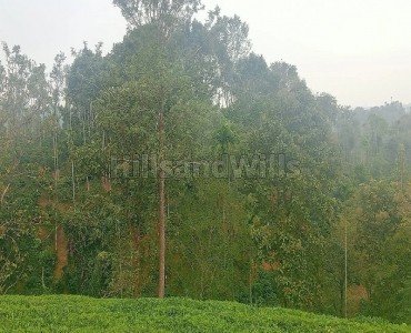 25 acres coffee estate for sale  in chundale wayanad