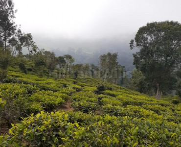 75 cents agriculture land for sale in between coonoor and kotagiri