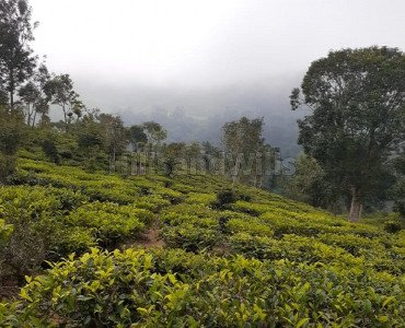 75 cents agriculture land for sale  in between coonoor and kotagiri