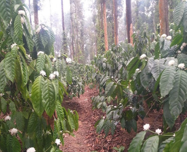 6 acres agriculture land for sale in gonikoppa coorg