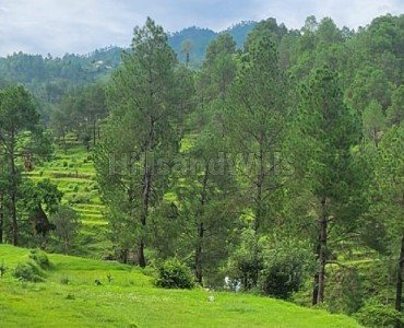 240 sq.yards - 500 sq.yards residential plot for sale  in almora near nainital