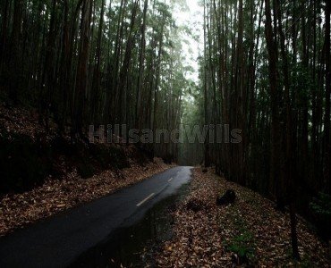 2.31 acres agriculture land for sale  in vattavada munnar