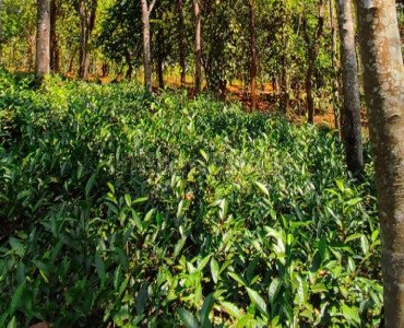 6 acres residential plot for sale in vimalanagar mananthavady wayanad