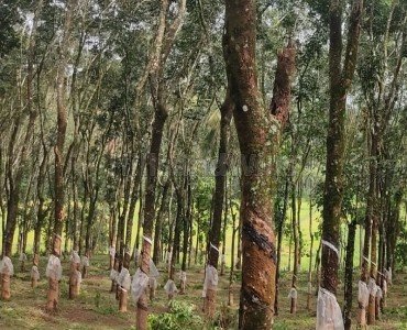 275 cents agriculture land for sale  in nadavayal wayanad