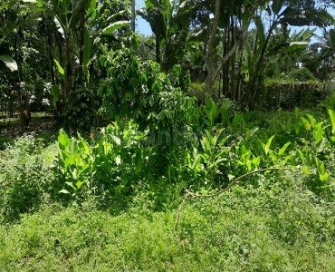 1650 sq.ft. residential plot for sale  in mangalam kombu, thandikudi, kodaikanal