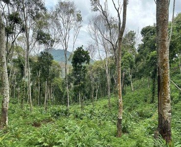 325 acres agriculture land for sale  in pandrimalai village kodaikanal