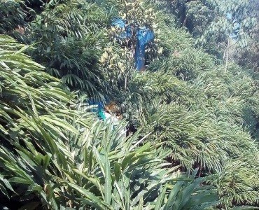 3 acres  cardamom estate for sale  in pullumedu idukki