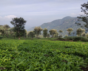 25 cents Residential Plot For Sale in Coonoor