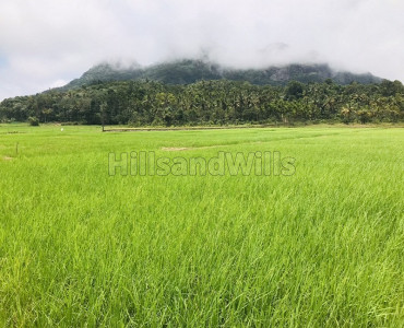 83 cents agriculture land for sale in ambalavayal wayanad
