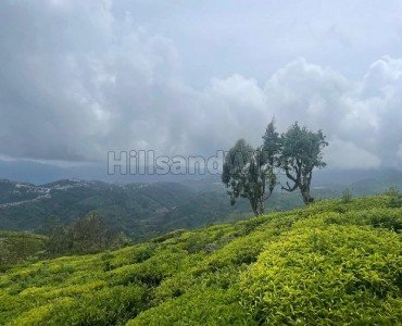 10 acres  estate land for sale  in yedakaddu ooty