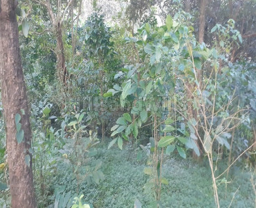 3.5 acres agriculture land for sale in kulamavu idukki