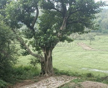 4.12 kanal agriculture land for sale  in gharoh, dharamshala himachal pradesh
