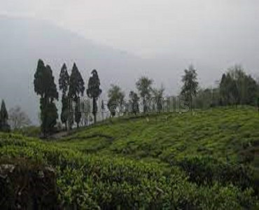 6 acres agriculture land for sale in yedakadu ooty