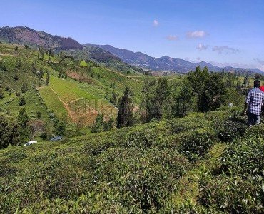 56.6 cents  tea garden land for sale  in adigaratty ooty