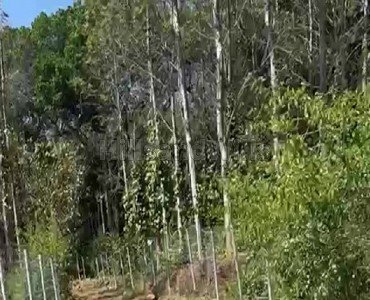 1 acres agriculture land for sale  in ariyur nadu kolli hills