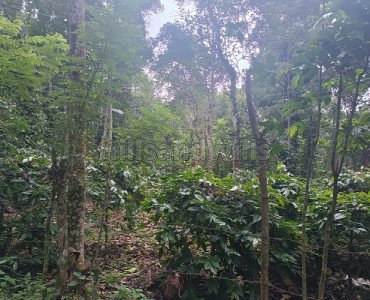 3 acres agriculture land for sale  in kilakkuchettipatti kodaikanal