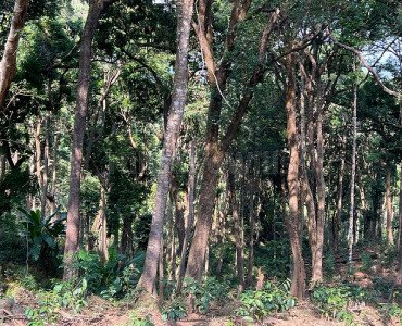 19.50 acres agriculture land for sale in mukkodlu village & post coorg