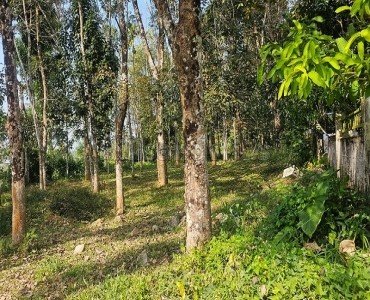 20 cents residential plot for sale  in meenangadi wayanad