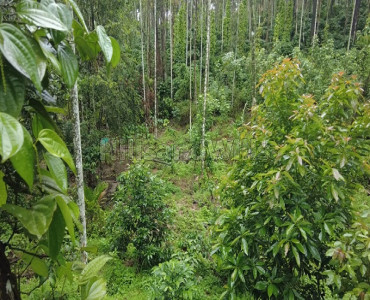50 cents residential plot for sale in pullumala wayanad