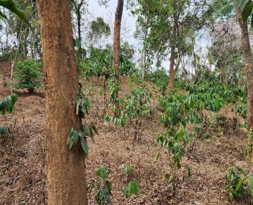 5 acres agriculture land for sale  in pozhuthana wayanad