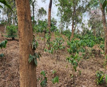 5 acres agriculture land for sale in pozhuthana wayanad