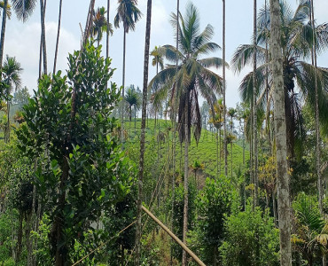 123 cents residential plot for sale in vaduvanchal wayanad