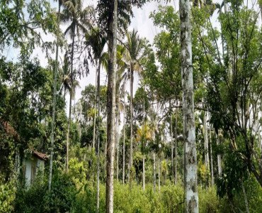 1bhk farm house for sale  in wayanad