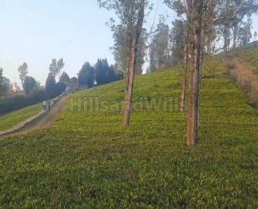 2 acres tea estate for sale  in kotagiri