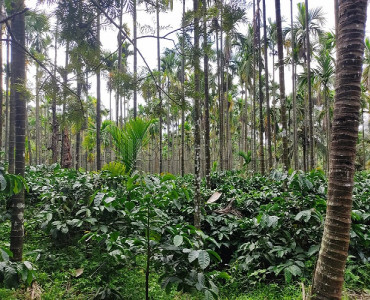25.5 acres agriculture land for sale in koppa chikmagalur