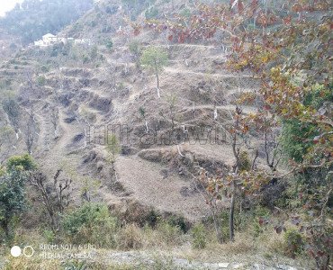 9 bigha agriculture land for sale  in kasauli solan