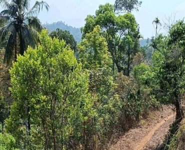 2 acres agriculture land for sale  near manathwady wayanad