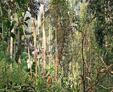 6 acres agriculture land for sale in somwarpet coorg