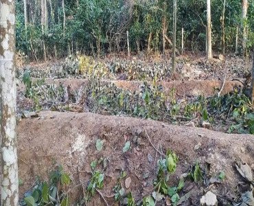 10 cents residential plot for sale  in ambalavayal wayanad